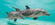 Stuart Water Taxi Dolphin Tours